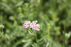 Achillea roseo-alba