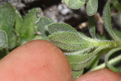 Draba lonchocarpa