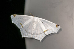 Sericoptera mahometaria