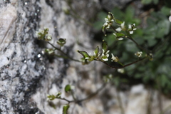 Draba lonchocarpa