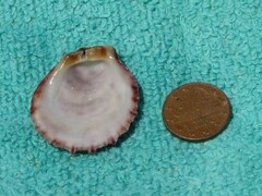 Spondylus gaederopus