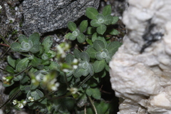 Draba lonchocarpa