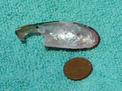 Lithophaga lithophaga