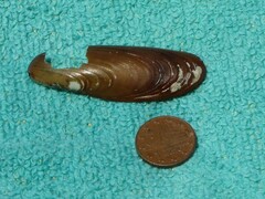 Lithophaga lithophaga