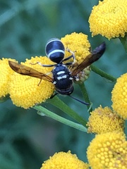 Ancistrocerus catskill