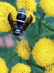 Ancistrocerus catskill