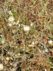 Cirsium quercetorum