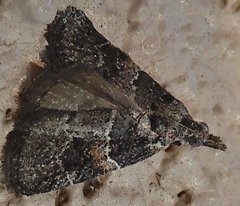 Satole ligniperdalis