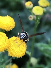 Ancistrocerus catskill