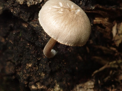 Pluteus plautus