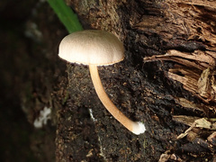 Pluteus plautus