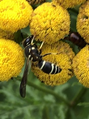 Ancistrocerus catskill