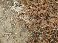 Chorizanthe cuspidata