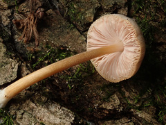 Pluteus plautus