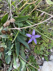 Gentianella germanica