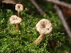 Craterellus undulatus