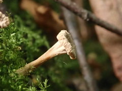 Craterellus undulatus