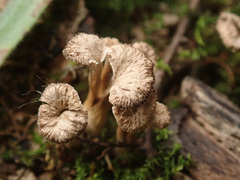 Craterellus undulatus