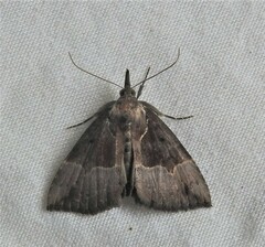 Hypena bijugalis
