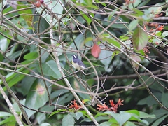 Coereba flaveola bananivora