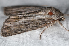 Acronicta lithospila