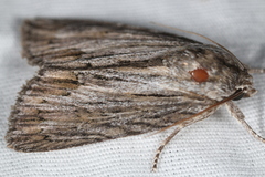 Acronicta lithospila