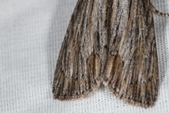 Acronicta lithospila