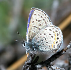 Euphilotes battoides