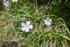 Geranium hayatanum