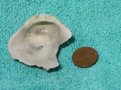 Spondylus gaederopus