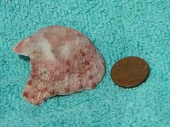 Spondylus gaederopus