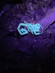 Centruroides edwardsii