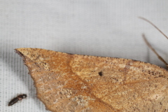 Euchlaena pectinaria