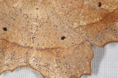 Euchlaena pectinaria