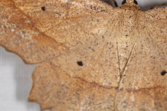 Euchlaena pectinaria