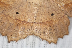 Euchlaena pectinaria