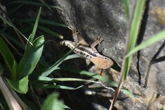 Stenocercus ornatissimus