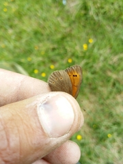 Erebia epiphron