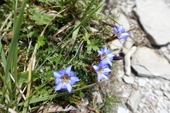 Gentiana arisanensis