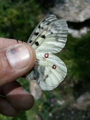 Parnassius phoebus