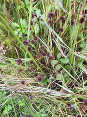 Juncus phaeocephalus