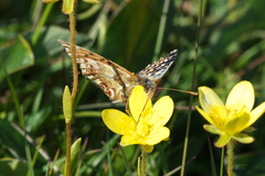 Boloria alaskensis