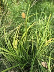 Carex typhina