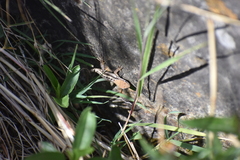 Stenocercus ornatissimus