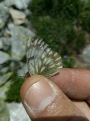 Pontia callidice