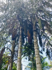 Caryota urens