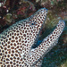 Laced Moray - Photo (c) Mark Rosenstein, some rights reserved (CC BY-NC-SA)