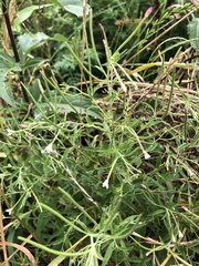 Epilobium