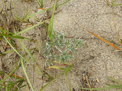 Lupinus tidestromii