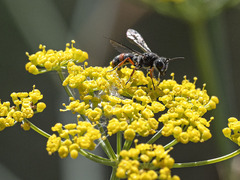 Cerceris concinna